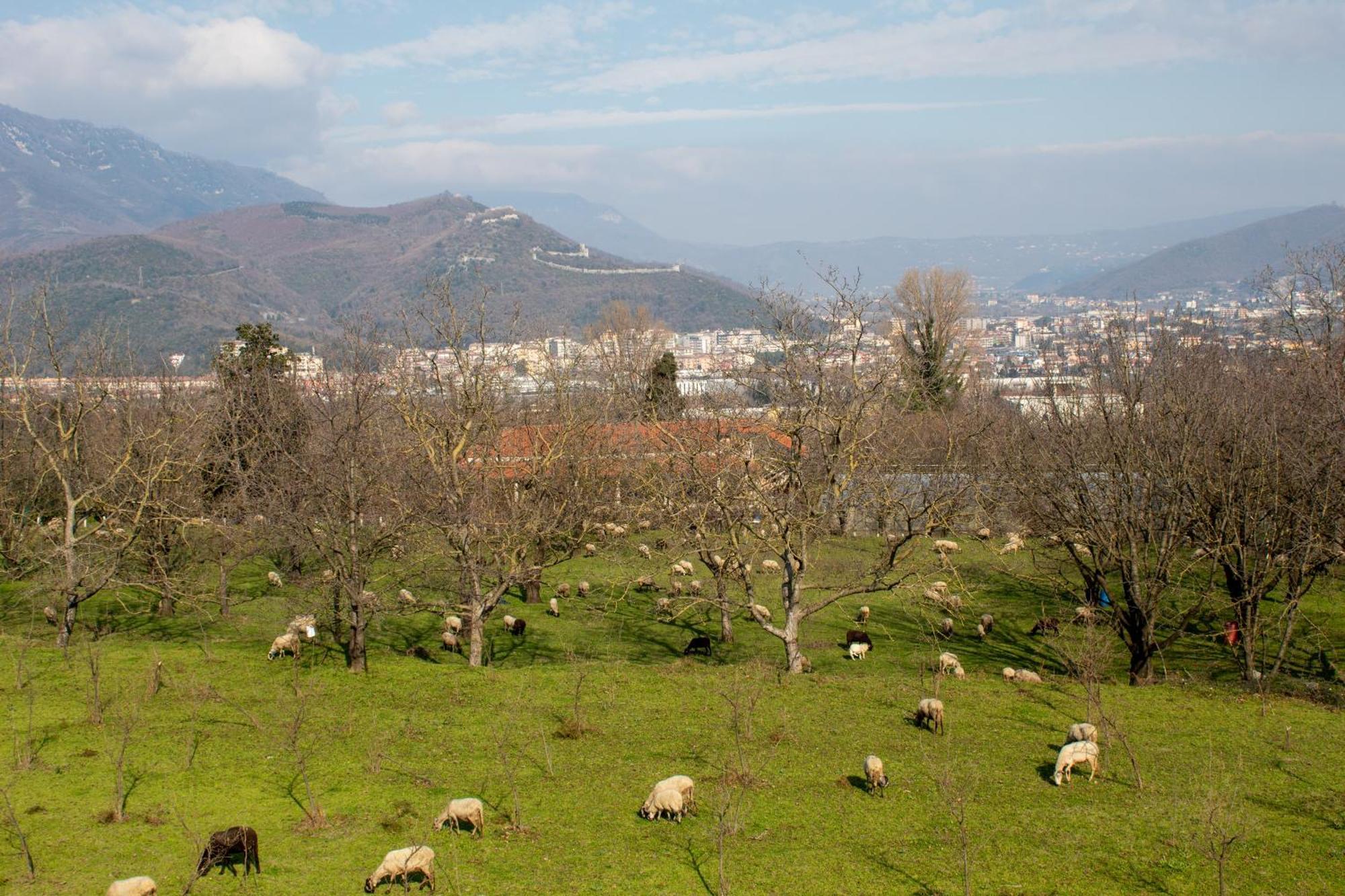 ميركاتو سان سيفيرينو Caledonia B&B المظهر الخارجي الصورة